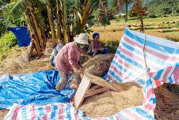 Những người phụ nữ nhanh tay đập lúa với công cụ tự chế.