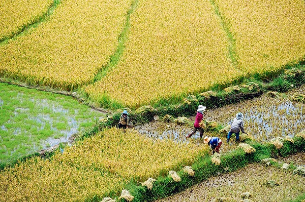 Khác với vùng đồng bằng, ruộng lúa nơi đây được thu hoạch khi đất vẫn còn ẩm ướt.