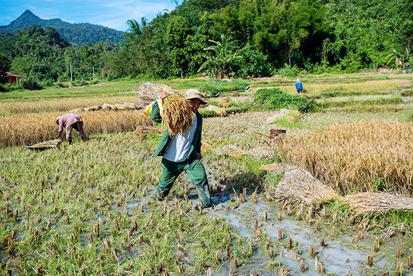 Những người đàn ông chịu trách nhiệm khuân lúa lên bờ.