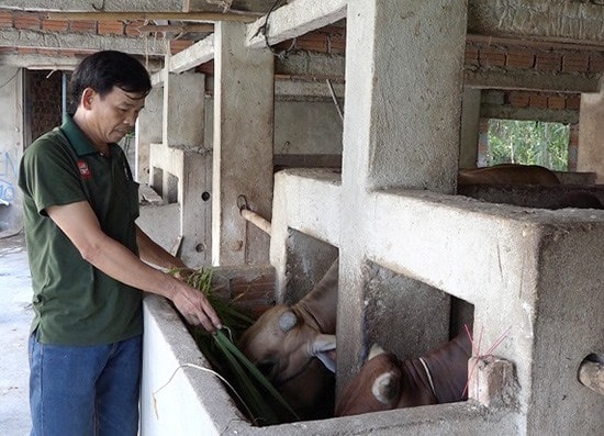 Nhờ vào chăn nuôi bò vỗ béo, anh Lê Văn Ân đã thoát nghèo và trở thành hộ khá giả của địa phương. Ảnh: BIÊN TÂN