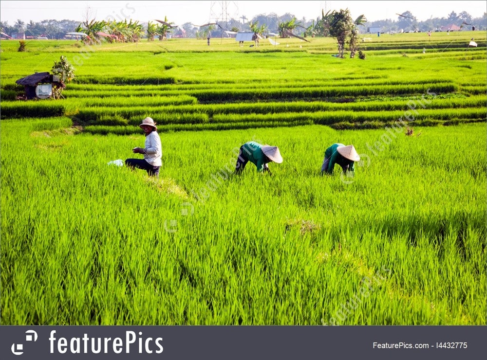 Trên một cánh đồng tại Indonesia. Ảnh: featurepics