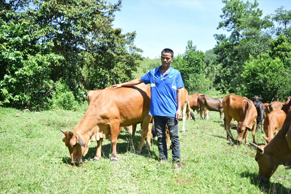 Mô hình nuôi bò cỏ thả rông của anh Quang mang lại kinh tế ổn định. Ảnh: THÁI CƯỜNG