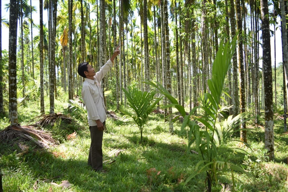 Ông Phùng Văn Xuân lo âu trước thông tin thương lái Trung Quốc ngừng thu mua cau. Ảnh: THÁI CƯỜNG