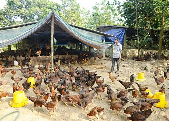 CCB Huỳnh Văn Nhất, xã Tiên Phong kết hợp chăn nuôi heo gà tạo nguồn thu hơn 400 triệu đồng mỗi năm.