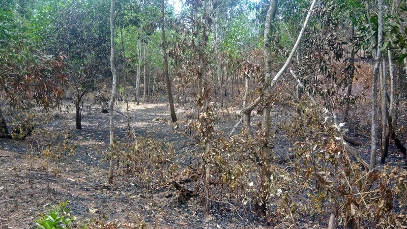 Hơn 3ha cây keo, bạch đàn chưa đến tuổi khai thác của người dân thôn Phú Thạnh bị cháy chưa rõ nguyên nhân. Ảnh: Đ.ĐẠO