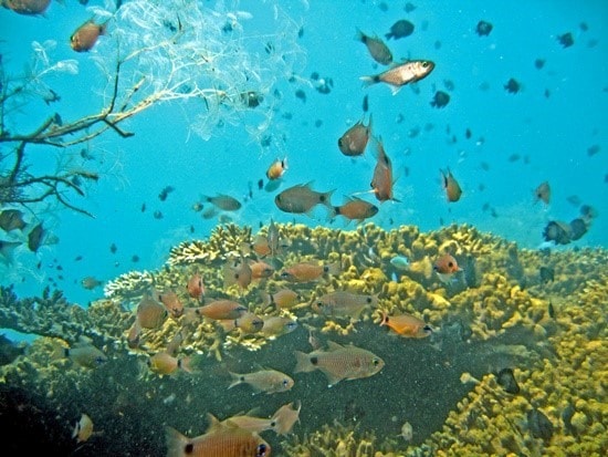 Ecological system in Cham Islands.