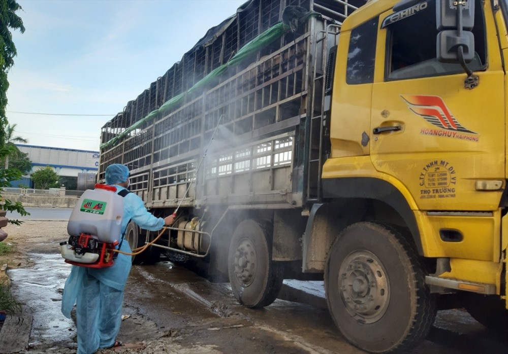Chiếc xe tải chở heo nhiễm bệnh dịch tả lợn châu Phi. Ảnh: THANH THẮNG