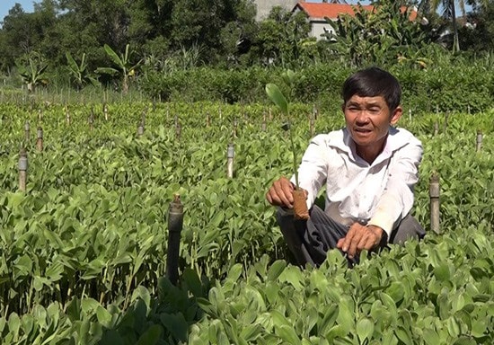 Ông Chương làm giàu từ ươm cây keo giống. Ảnh: B.T