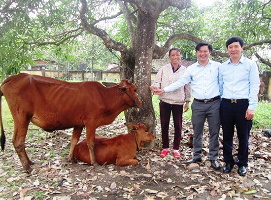 Mặt trận huyện Quế Sơn hỗ trợ bò giống cho hộ nghèo để có điều kiện phát triển kinh tế, cải thiện cuộc sống. Ảnh: T.P