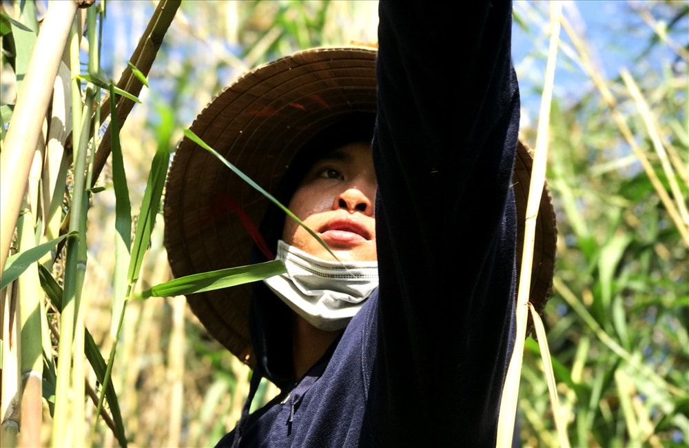 Môi trường cây sậy sinh sống cũng là nơi điều hòa sinh thái cho môi trường. Ảnh: MINH HẢI