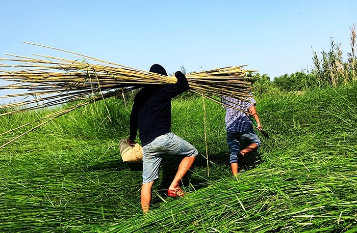 Khai thác ống sậy tại các vùng ven sông Thu Bồn. Ảnh: MINH HẢI