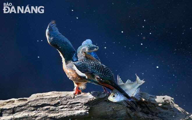 Chim bói cá thường sống ở khu vực có nhiều sông, ao, hồ, những vùng nước nông.