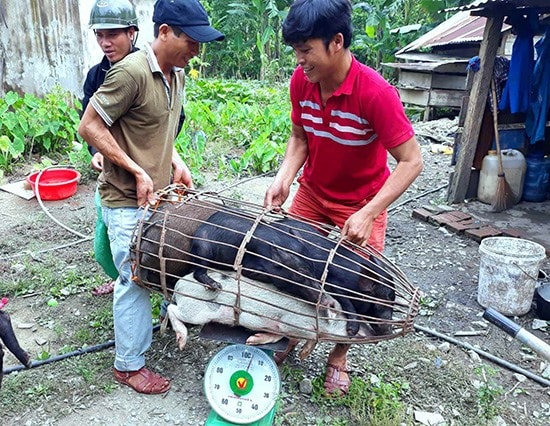 Nhiều thanh niên ở Nam Giang chọn mô hình chăn nuôi heo cỏ địa phương để khởi nghiệp. Ảnh: Đ.N