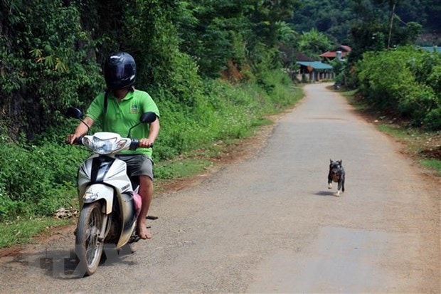 Người dân cần thực hiện tiêm phòng đầy đủ cho chó, mèo nuôi và tiêm nhắc lại hàng năm. (Ảnh: Diệp Anh/TTXVN)