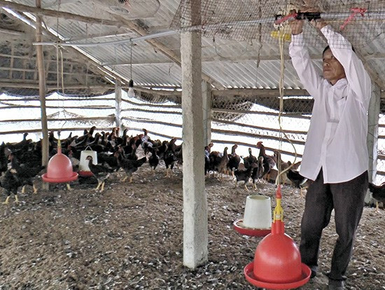 Mô hình chăn nuôi gà của CCB Hoàng Tấn Minh đem lại hiệu quả kinh tế cao. Ảnh: V.T