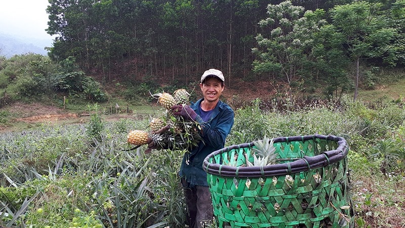 Cây dứa trở thành cây trồng mang lại giá trị kinh tế khá cao ở Đại Sơn. Ảnh: N.TRÚC