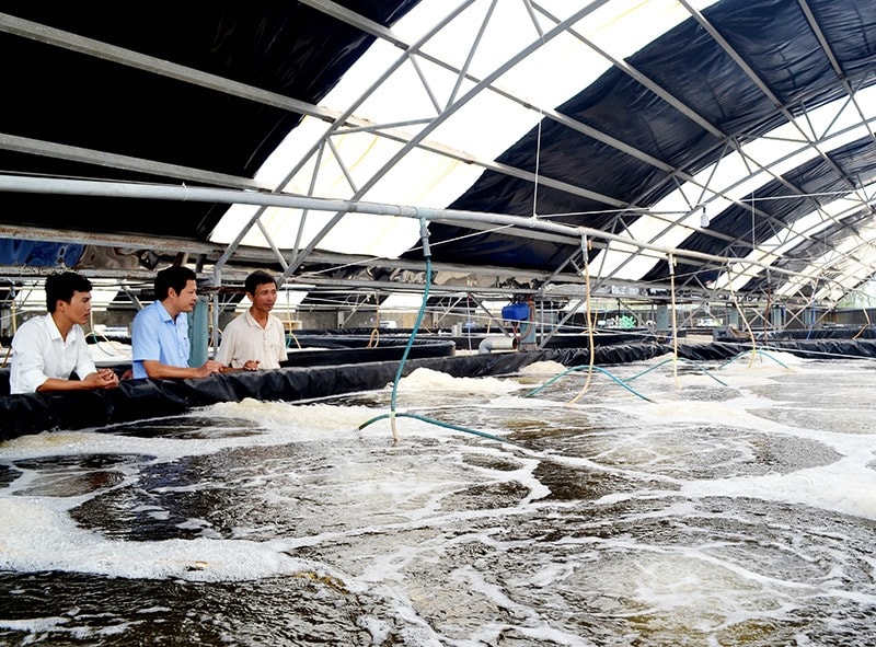 Đầu tư tập trung và nuôi tôm qua 2 giai đoạn đã đem lại thành công cho gia đình ông Trần Công Thành. Ảnh: QUANG VIỆT