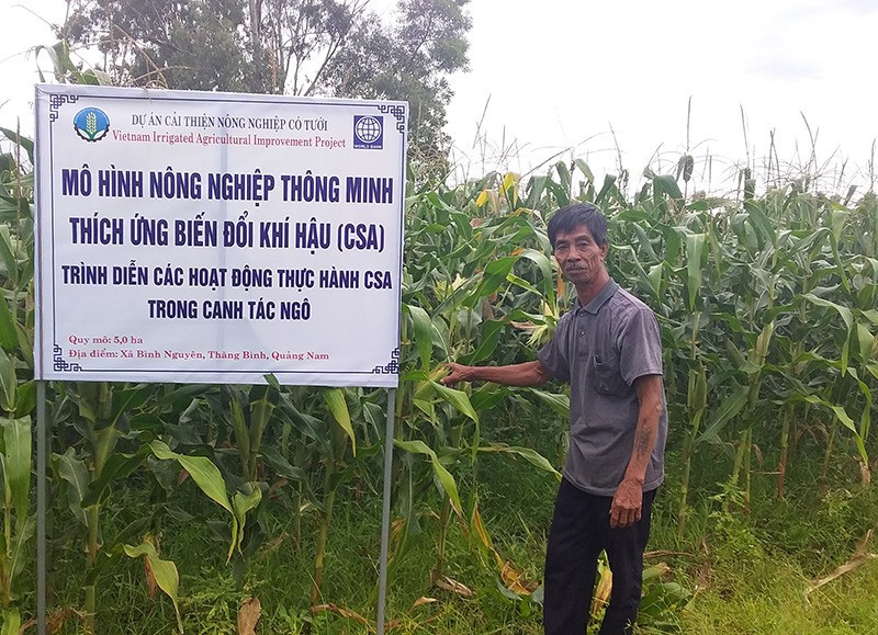 Gia đình ông Trần Lập tham gia mô hình nông nghiệp thông minh thích ứng với biến đổi khí hậu trong canh tác cây bắp. Ảnh: BIÊN THỰC