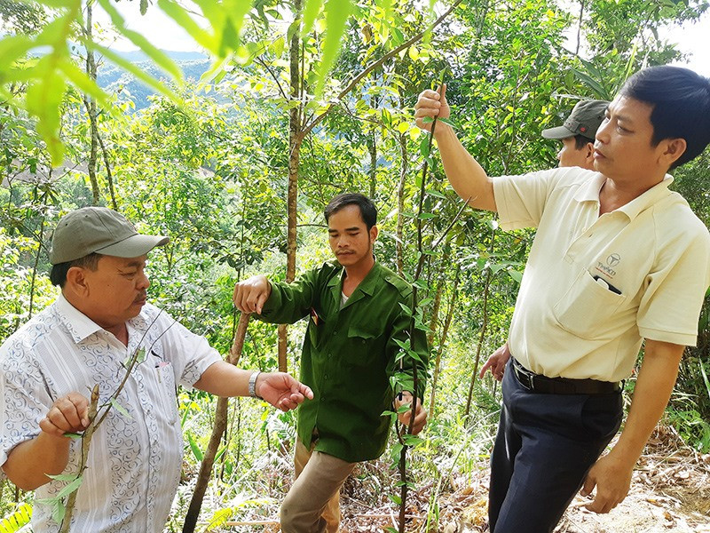 Vùng bảo tồn cây ba kích tím ở Đông Giang. Ảnh: HOÀNG LIÊN
