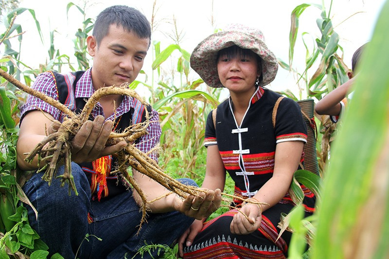 Mô hình trồng xen canh đảng sâm trên đất rẫy, hứa hẹn đem lại hiệu quả kinh tế cho người dân Ch’Ơm. Ảnh: ALĂNG NGƯỚC