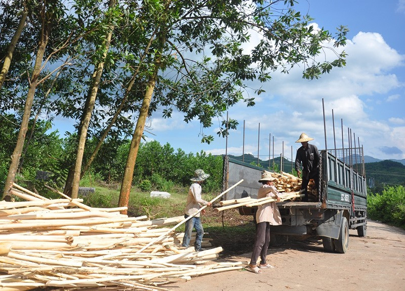 Việc hình thành các nhà máy chế biến gỗ nguyên liệu đã giúp người dân nhiều địa phương của tỉnh dễ dàng trong khâu tiêu thụ sản phẩm. Ảnh: VĂN SỰ