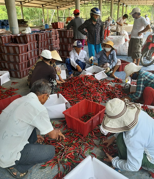 Nhờ doanh nghiệp liên kết tiêu thụ sản phẩm, người trồng ớt ở huyện Duy Xuyên yên tâm phát triển sản xuất. Ảnh: VĂN SỰ