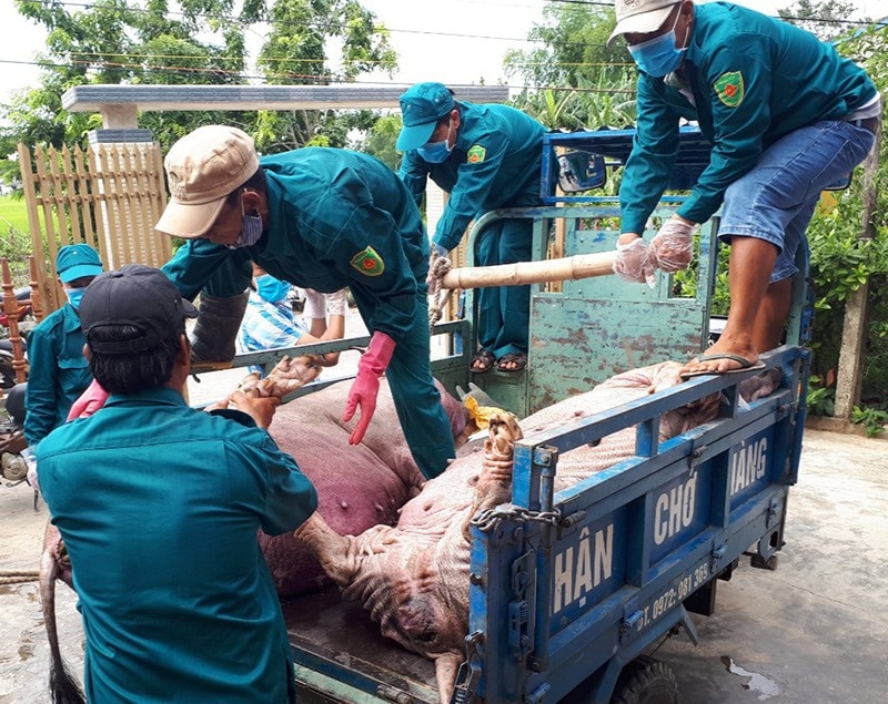 Những ngày gần đây, dịch tả lợn châu Phi tiếp tục lây lan khiến nhiều đàn heo bị nhiễm bệnh phải tiêu hủy khẩn cấp. Ảnh: VĂN SỰ