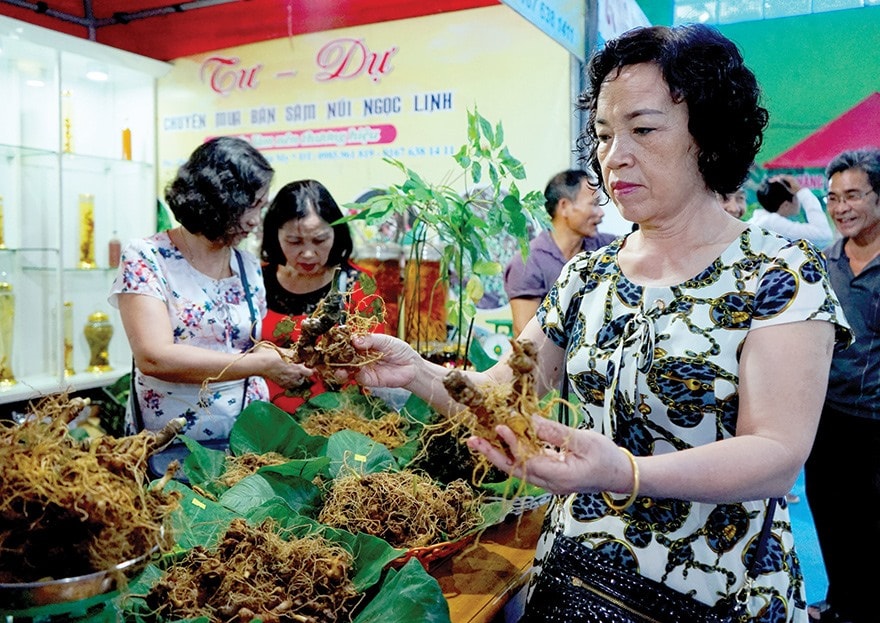 Du khách lựa chọn tìm mua sâm Ngọc Linh ở phiên chợ sâm hàng tháng được tổ chức tại Nam Trà My. Ảnh: ALĂNG NGƯỚC