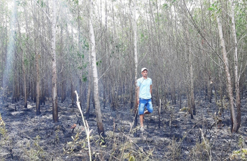 Nhiều diện tích rừng keo bị cháy gây thiệt hại lớn. Ảnh: THÀNH SỰ