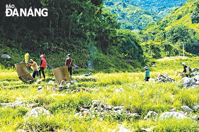 Mùa lúa chín ở Ngọc Linh vào khoảng giữa tháng 6 đến đầu tháng 8 âm lịch hằng năm.