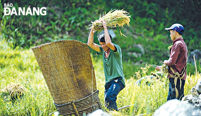 Người Xơ Đăng gặt lúa xong sẽ đập lúa lấy thóc ngay tại ruộng, rồi đưa vào kho lúa quanh ruộng để lưu trữ, đến khi nào cần mới đem giã ra gạo để dùng.