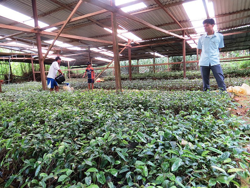 Vườn ươm cây ba kích tím ở xã Lăng, Tây Giang. Ảnh: HOÀNG LIÊN
