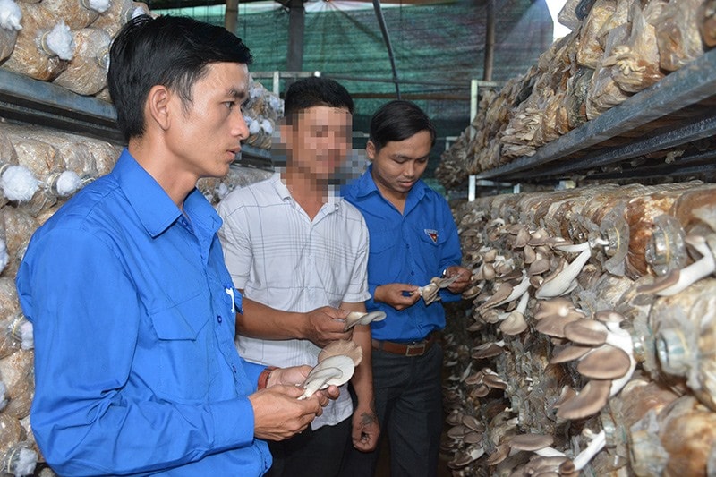 Mô hình trồng nấm bào ngư giúp N. ổn định cuộc sống sau khi chấp hành xong án phạt tù, trở về địa phương. Ảnh: C.V