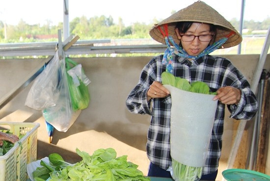 HTX Rau sạch công nghệ cao Trường Thành đến nay đã đi vào ổn định. Ảnh: P.V