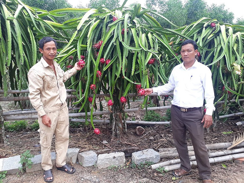Vườn thanh long ruột đỏ của anh Đinh Văn Trí ở thôn Phú Cường 2 (xã Quế Cường) cho hiệu quả kinh tế cao. Ảnh: T.L