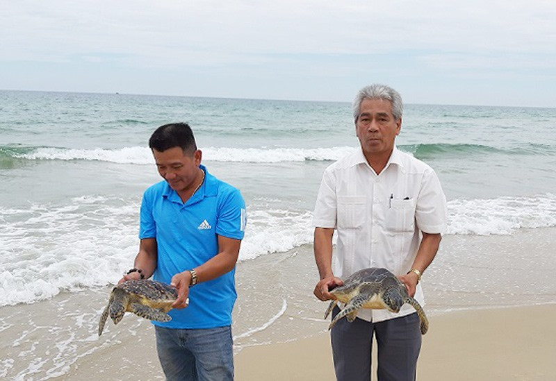 Ông Nguyễn Văn Hương - Phó Chủ tịch UBND huyện Thăng Bình (áo trắng) và anh Trần Thanh Ba thả 2 cá thể rùa biển về với tự nhiên. Ảnh: TÂN BIÊN