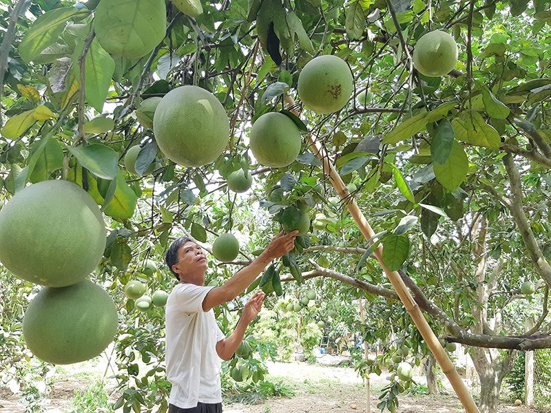 Vùng cây ăn quả thâm canh theo hướng an toàn ở thôn Thái Sơn, xã Đại Hưng, Đại Lộc. Ảnh: HOÀNG LIÊN