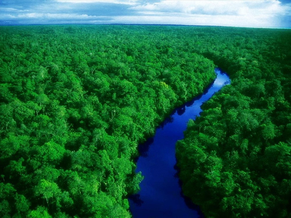 Rừng Amazon bao phủ lãnh thổ nhiều quốc gia. Ảnh: archive