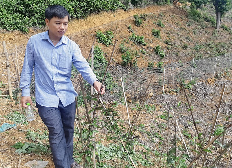Cây ba kích tại vùng trồng bảo tồn dược liệu huyện Tây Giang phát triển khá tốt do hợp thổ nhưỡng, có độ che phủ tán rừng tốt. Ảnh: HOÀNG LIÊN