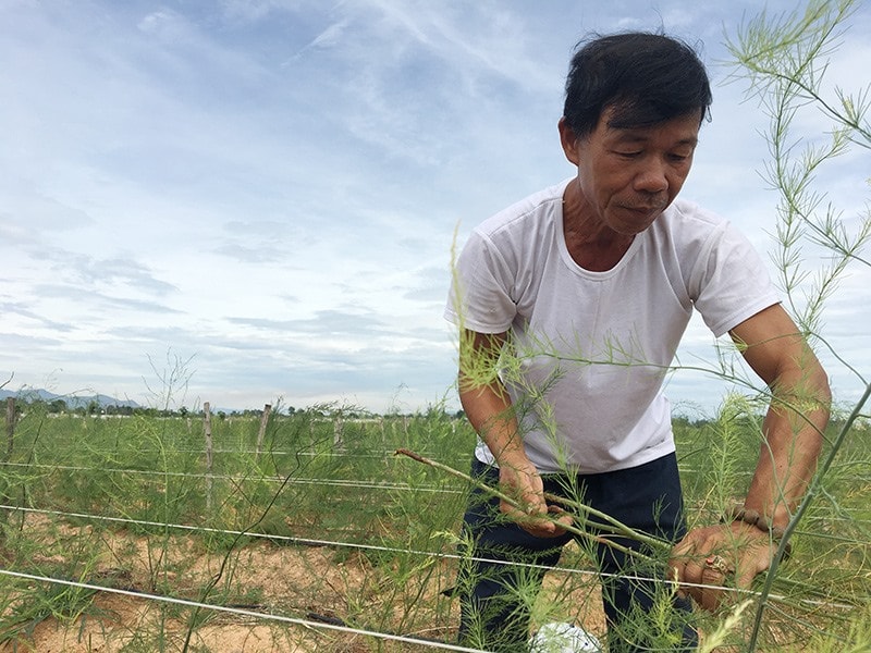 Ông Cường chăm sóc vườn măng tây của mình. Ảnh: K.L