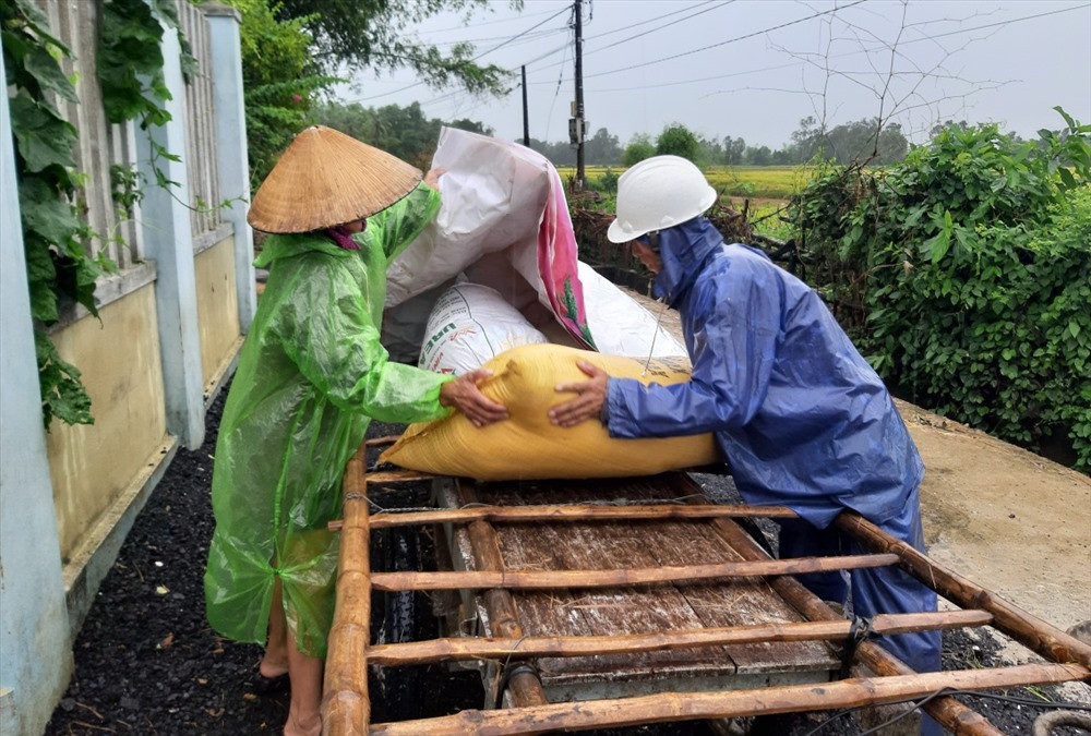 Người dân Phú Ninh khẩn trương thu hoạch đưa lúa về nhà. Ảnh: THANH THẮNG