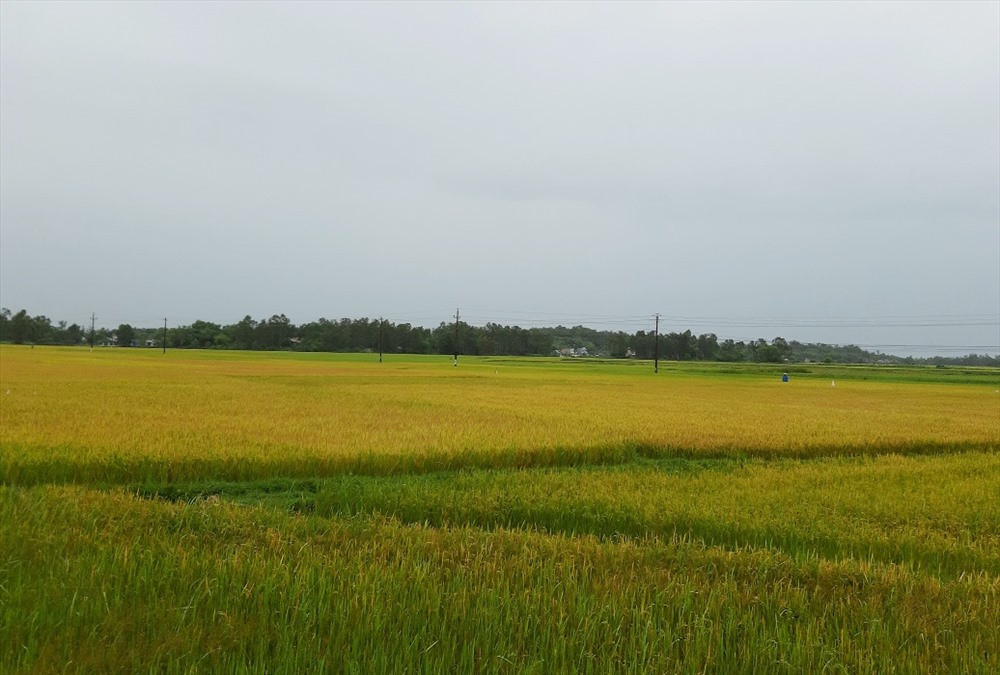 Nhiều ruộng lúa tại Thăng Bình đã chín vàng nhưng chưa được thu hoạch. Ảnh: THANH THẮNG