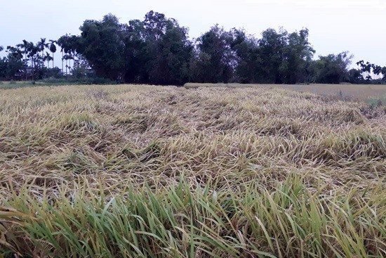 Nhiều diện tích lúa ở phường Điện Nam Trung (Điện Bàn) ngã rạp. Ảnh: KHÁNH LINH