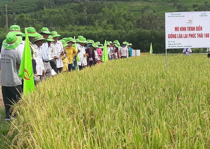 Tham quan mô hình sản xuất khảo nghiệm giống lúa lai Phúc Thái 168 tại xã Quế Thọ (Hiệp Đức). Ảnh: N.P