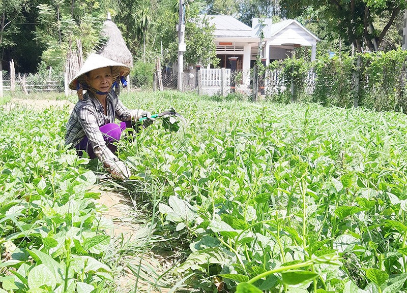 Khu vườn mẫu của bà Trương Thị Ngôn ở thôn Lệ Bắc (xã Duy Châu, Duy Xuyên) bước đầu mang lại hiệu quả kinh tế cao. Ảnh: H.N
