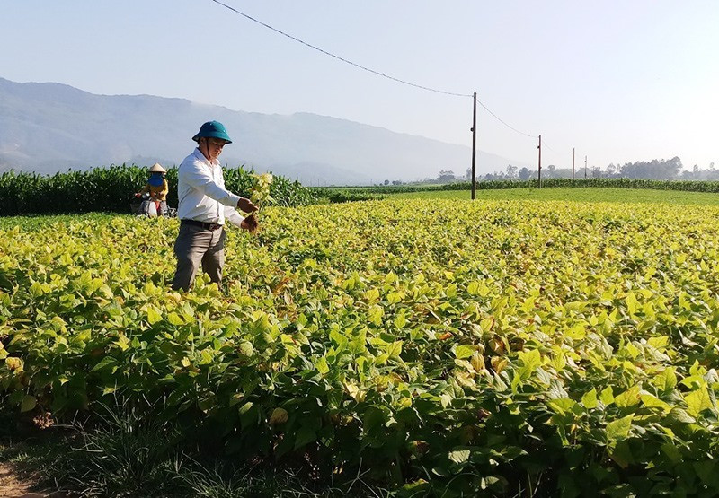Bí thư xã Đại Hồng - Huỳnh Hưng Quang kiểm tra thực tế sản xuất nông nghiệp trên địa bàn. Ảnh: Q.H
