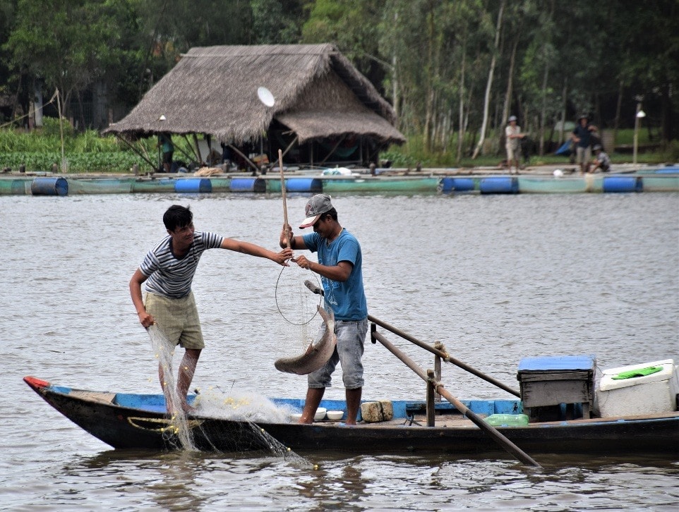 Cá ba sa cỡ lớn mắc lưới. Ảnh: THANH THẮNG