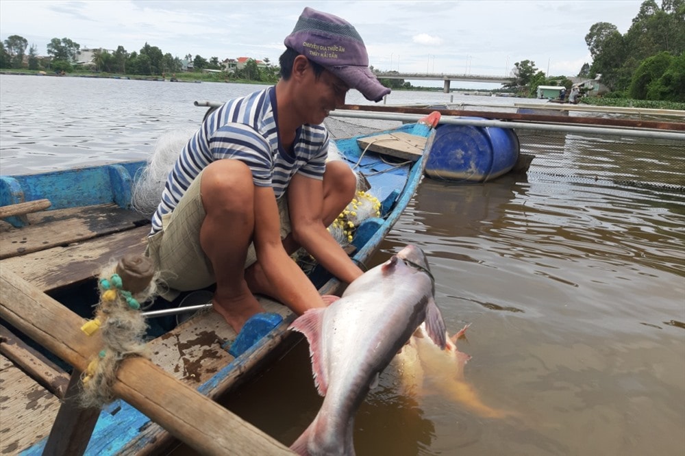 Cá ba sa này nặng hơn 7kg, bán với giá hơn 300 nghìn đồng. Ảnh: THANH THẮNG