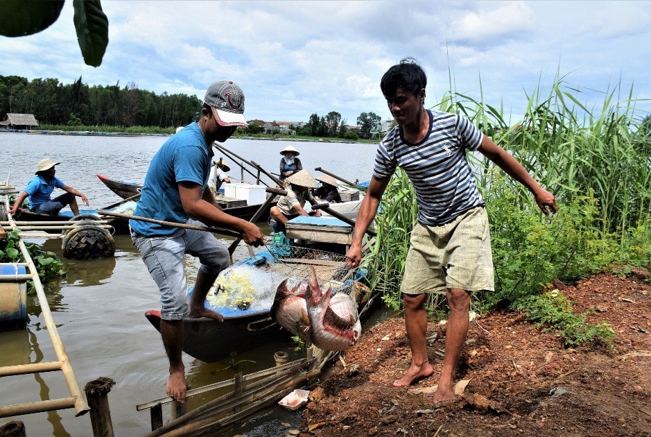 Đưa cá lên bờ bán trực tiếp cho người dân. Ảnh: THANH THẮNG