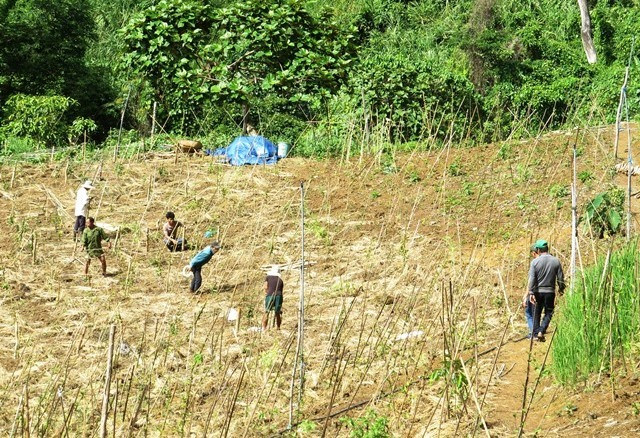 Tây Giang gặp khó trong chính sách giao đất giao rừng cho người dân trồng dược liệu. Ảnh: B.LIÊN